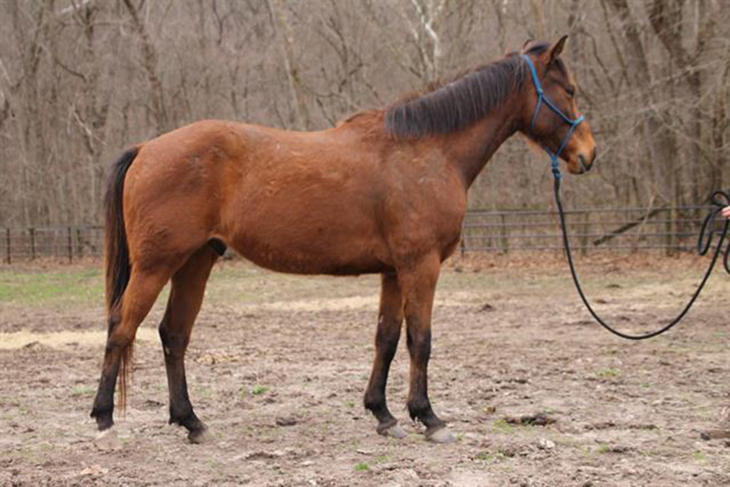 Pet of the Week: Abner